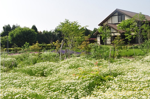 菜の花 満開です