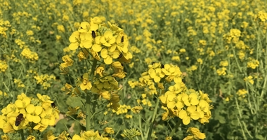 菜の花 満開です