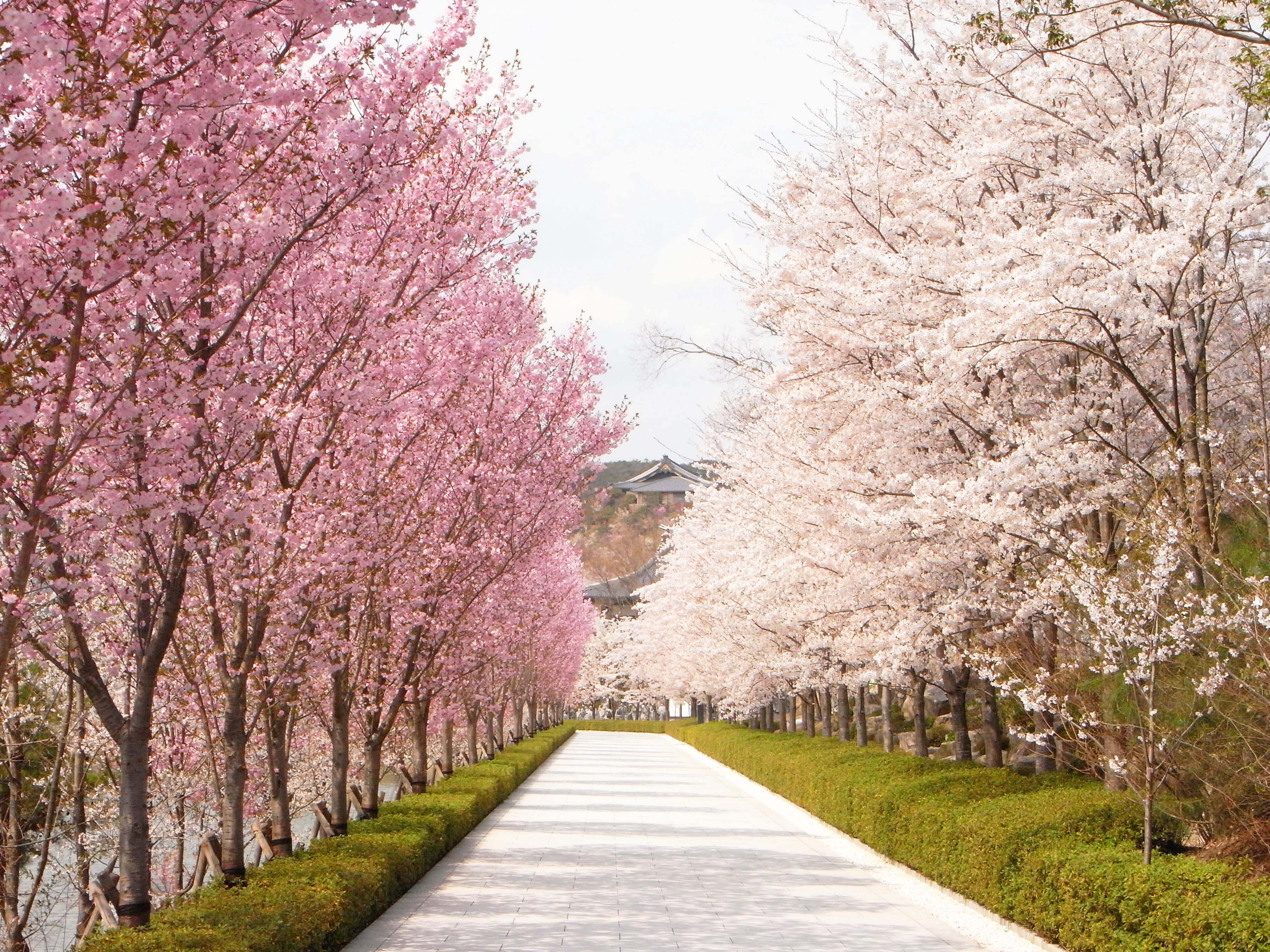 ✊桜と僕の誕生日✊