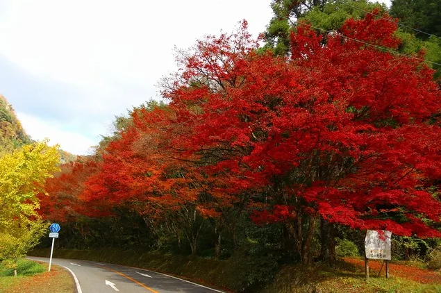 紅葉は一目八景へ